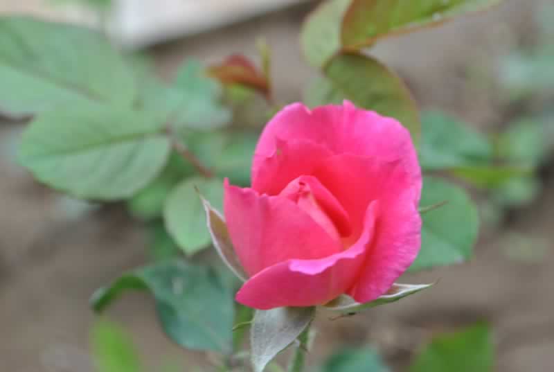 (d)һ֧ ӰL(fng)^(q)[